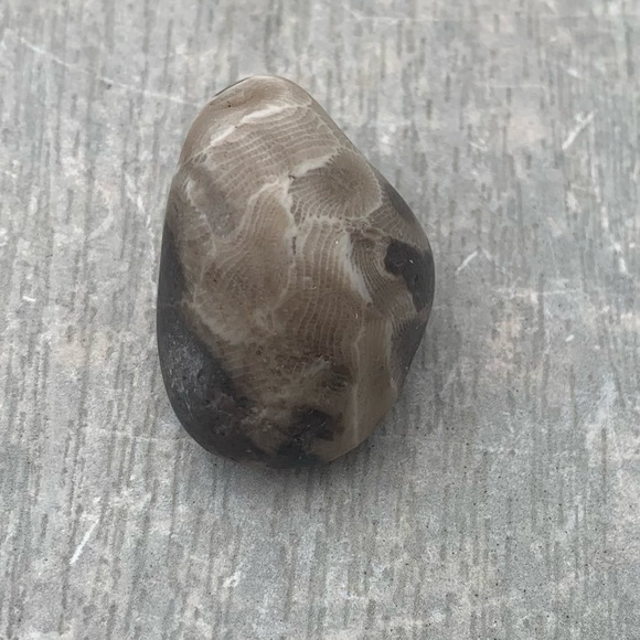 Petoskey stone - Picture 3 of 6